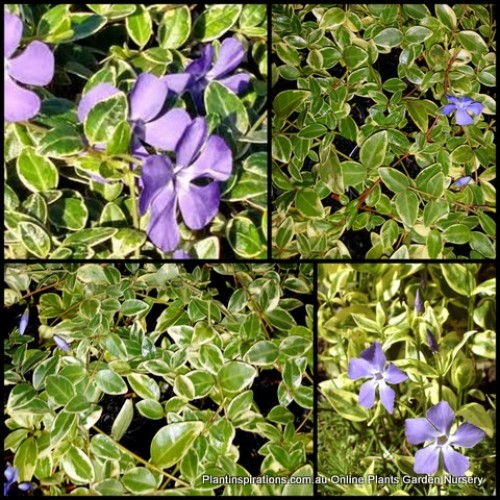 Vinca Ralph Shugert x 1 Plant Periwinkle Shade Groundcover Blue Violet Flowering Hanging Basket Flowers Variegated minor variegata
